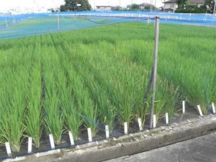 水稲の系統・品種維持のためのほ場