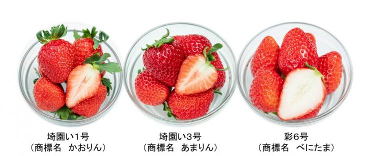 野菜育種1