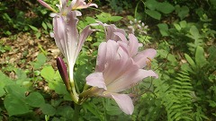 ナツスイセンのピンク色の花のアップ