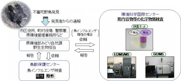 野鳥の不審死検査体制の流れの図