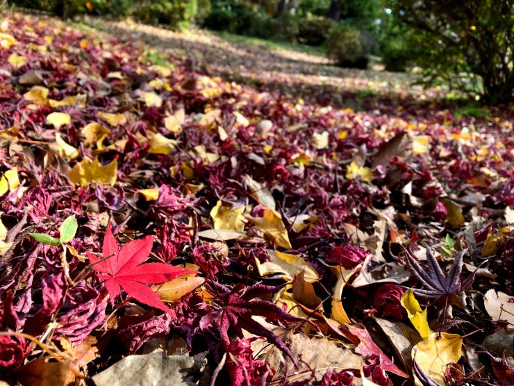 30年12月10日の紅葉4