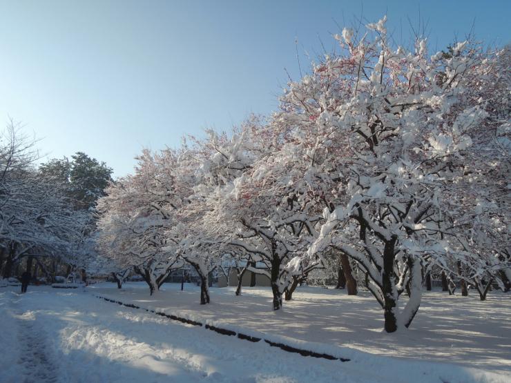 30年1月23日の積雪5