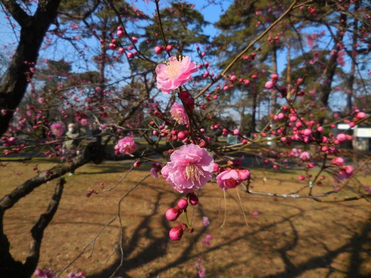 29年2月17日の紅梅4