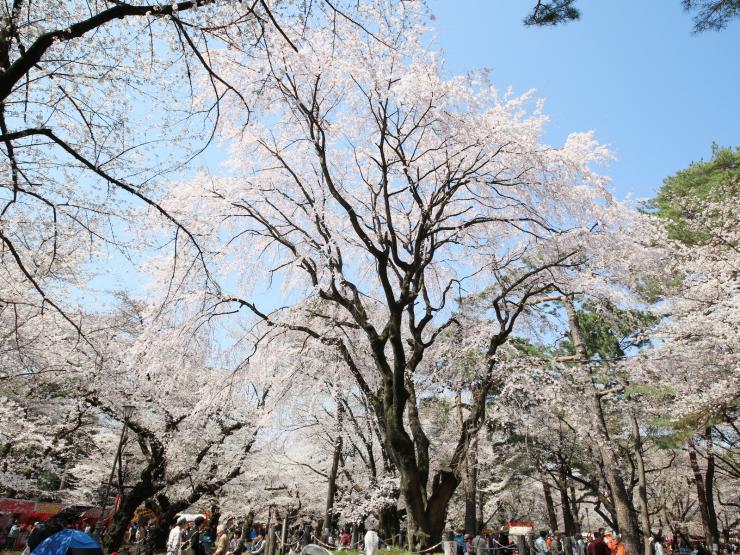 平成30年3月25日のシダレ桜1