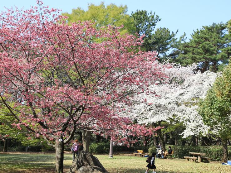 平成30年3月31日のミヤビザクラ百年の森