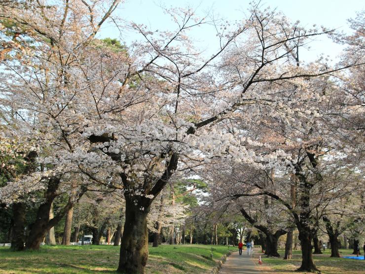 平成30年4月1日のソメイヨシノ西1