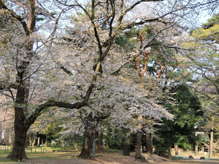 平成30年4月1日のソメイヨシノ護国1