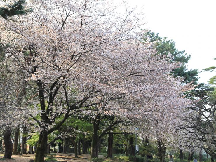 平成30年4月1日のソメイヨシノ園路1