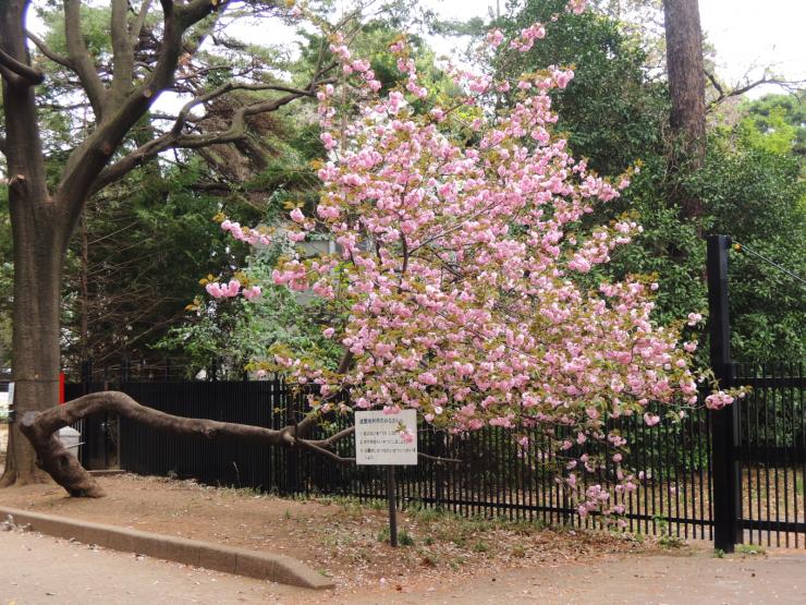 平成30年4月6日の八重桜1