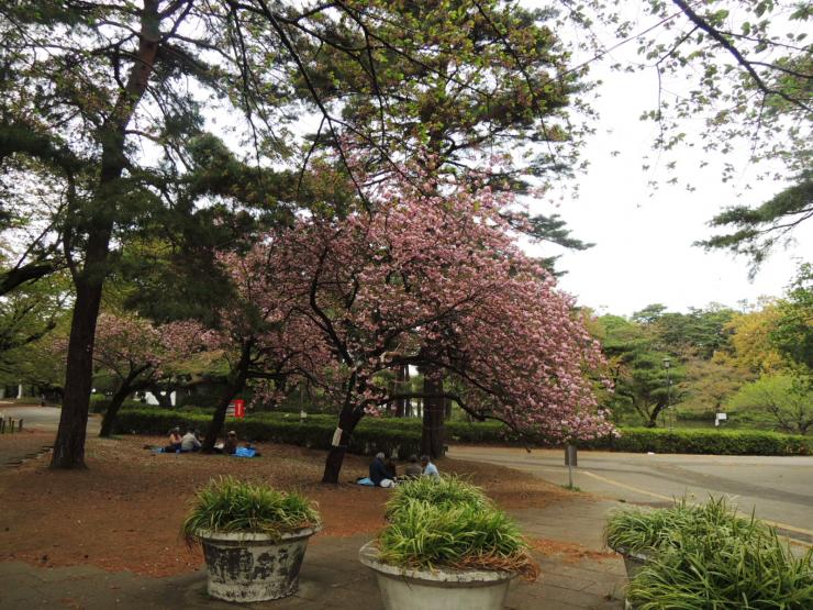 平成30年4月6日の八重桜2