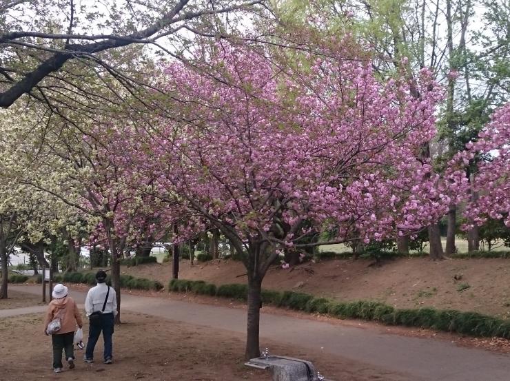 里桜のピンクのカンザンと白いウコン