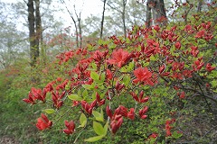 一部開花した枝