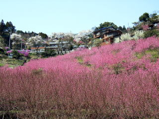 東秩父村上ノ貝戸地区の花桃