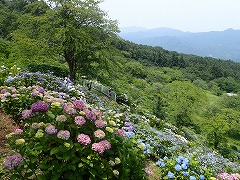 彩り豊かな斜面