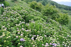 展望台付近のアジサイ薄い色づき