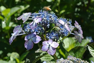 真花と蜂