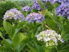 まだ見ごろの薄紫色のアジサイ