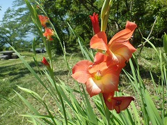 青空の下のオレンジの花