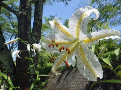 ヤマユリの花とつぼみ