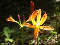 キツネのカミソリの薄いオレンジ色の花