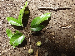 クヌギの葉とどんぐり