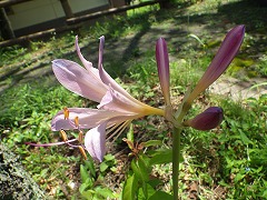 ナツズイセンの薄いピンク色の花