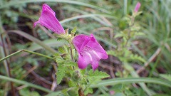 濃いピンク色の花