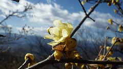 ロウバイの薄黄色の花