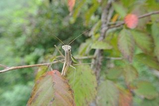 カマキリと桜の葉