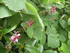 クズの赤紫の花