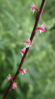 ミズヒキの花穂