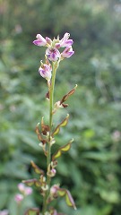 ヌスビトハギと思われる花