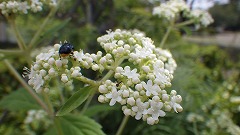 白い花と虫