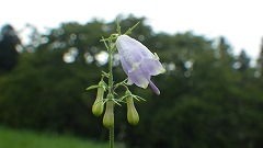 ツリガネニンジンの薄紫色の花のアップ