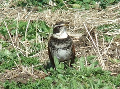 ツグミと思われる鳥