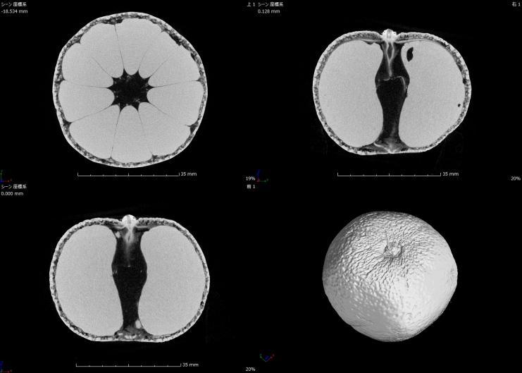 みかんのX線CTスキャン