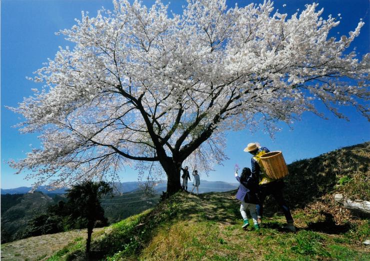 山里の春