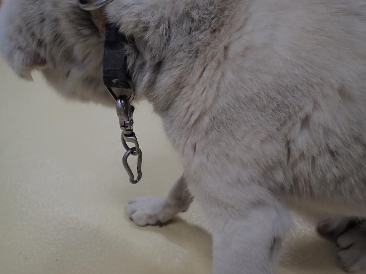 首輪