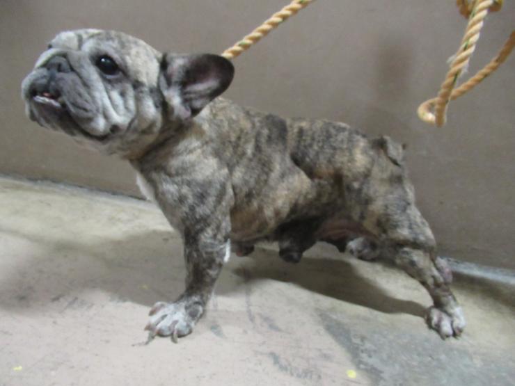 収容犬写真1