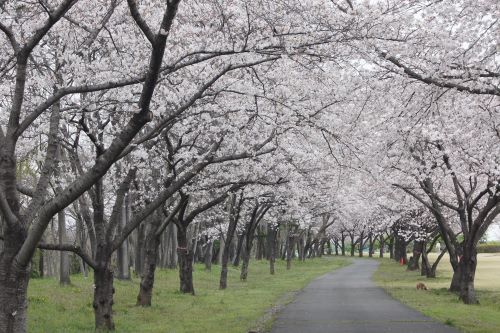 桜トップページ