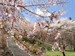 花の森15日の階段とピンクの花