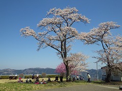 桜の下でのおひる