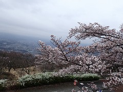 入口展望台からのソメイとユキヤナギ