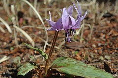 カタクリの花