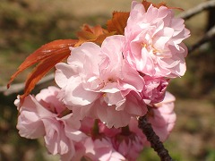 イモセの花びら