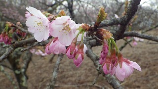 オオカンザクラの淡いピンク色の花