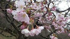 淡いピンク色の花がたくさんついた枝