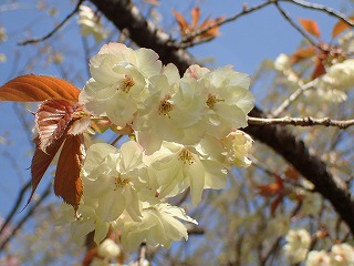 ウコンの黄色く透ける花びら