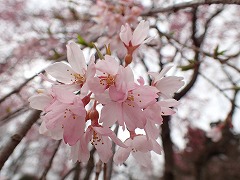 シダレザクラのピンク色の花