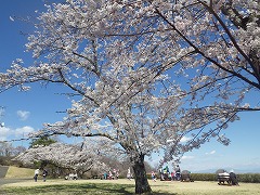 ソメイヨシノの満開の花